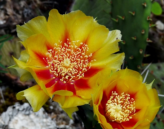 {Opuntia cespitosa}